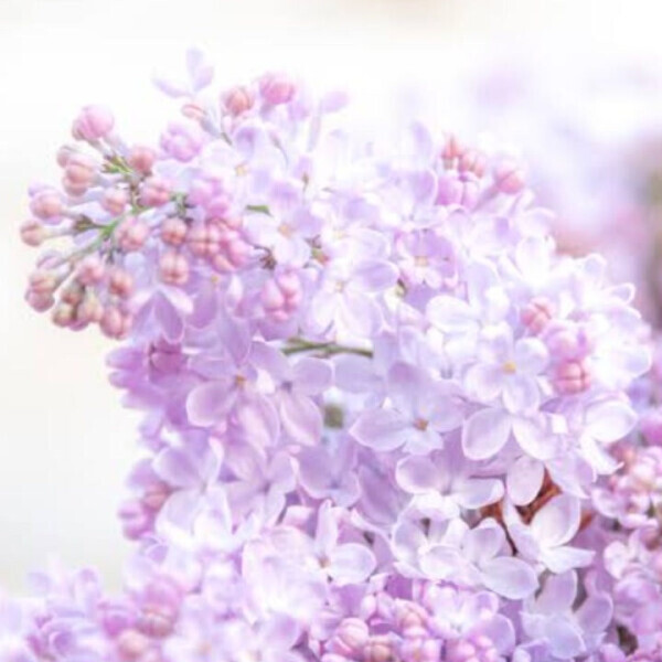 【5月11日🌸】