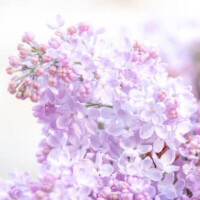ゆきな