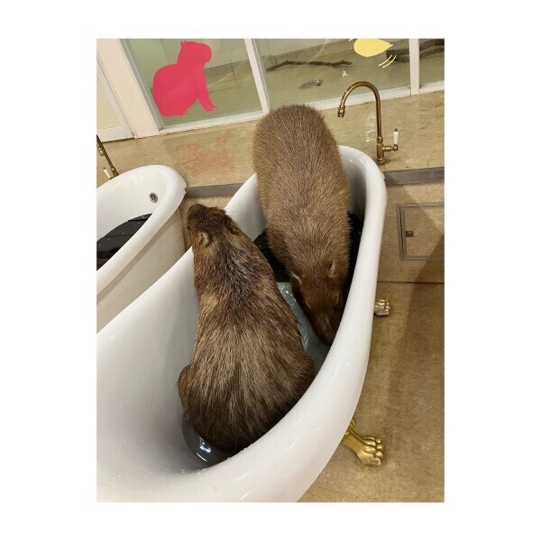 明日♡