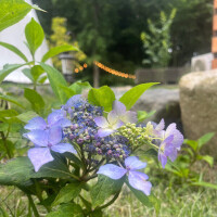 ひまり