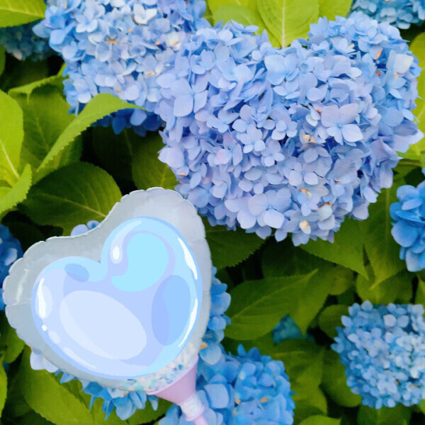ハートの紫陽花