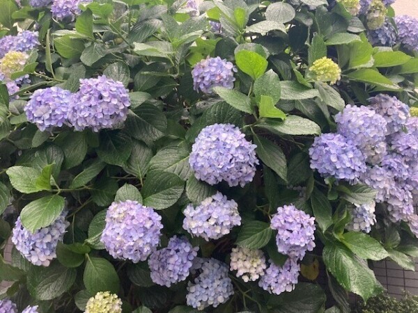 本日☆