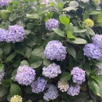 せな