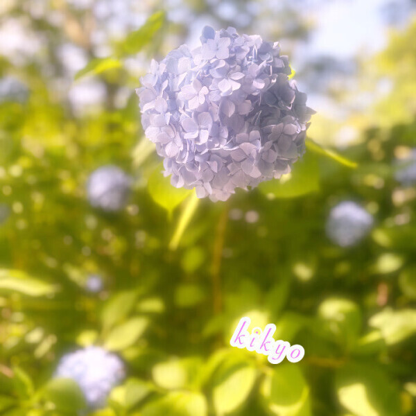 お散歩❁⃘*.ﾟ