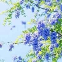 とうり