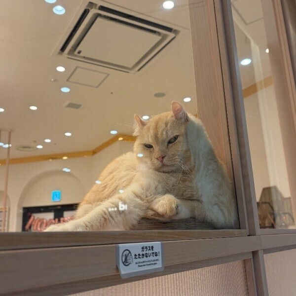 なに見てるにゃ！！