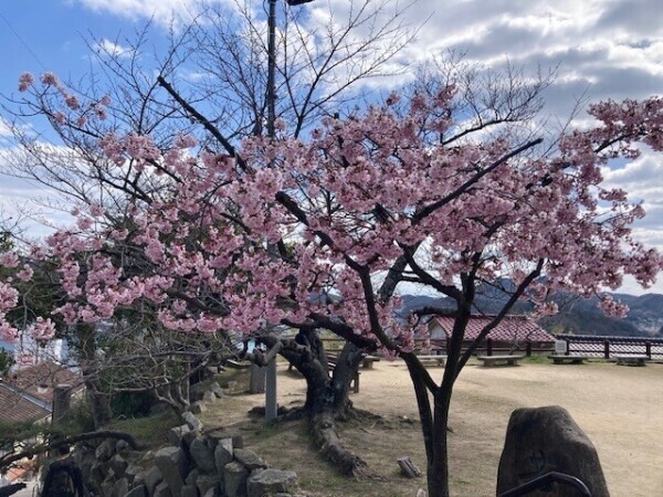 桜☆