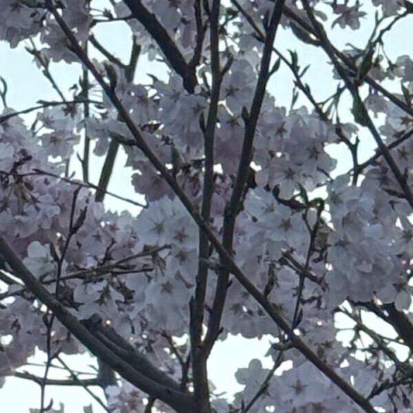 わた🐈‍⬛今日もありがとう🌸