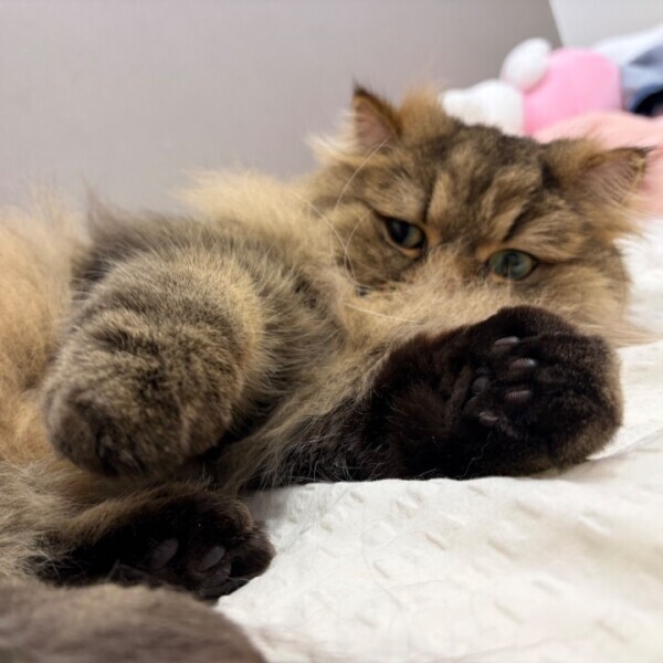 ねむねむ、、