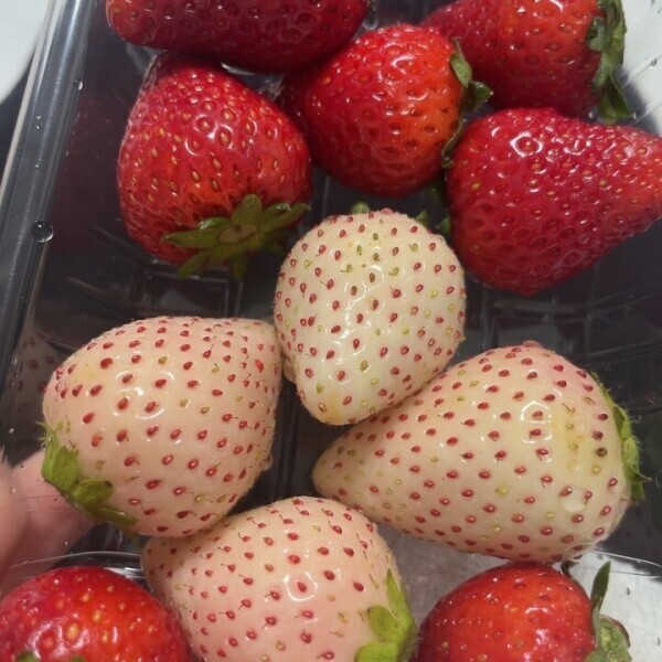 ビタミン🍓