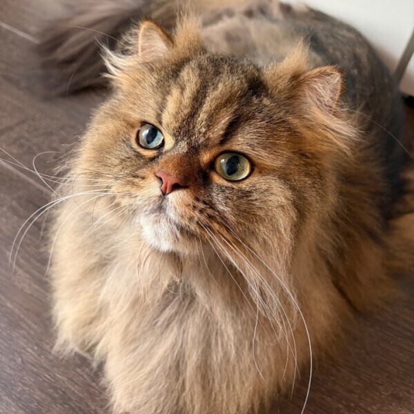 愛猫のお誕生日💓
