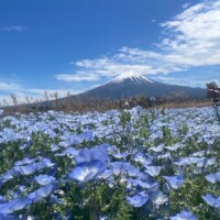なほ