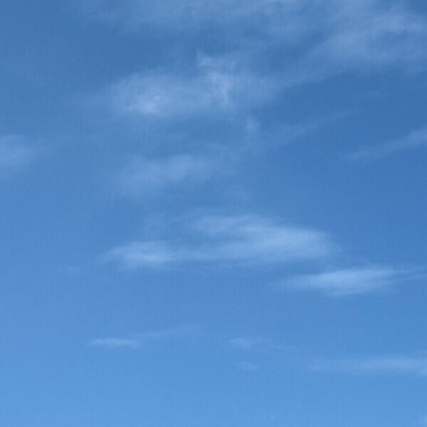 わた🐈‍⬛8日19時から出勤🩷