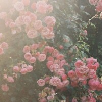あきは
