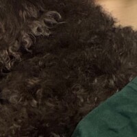つみき