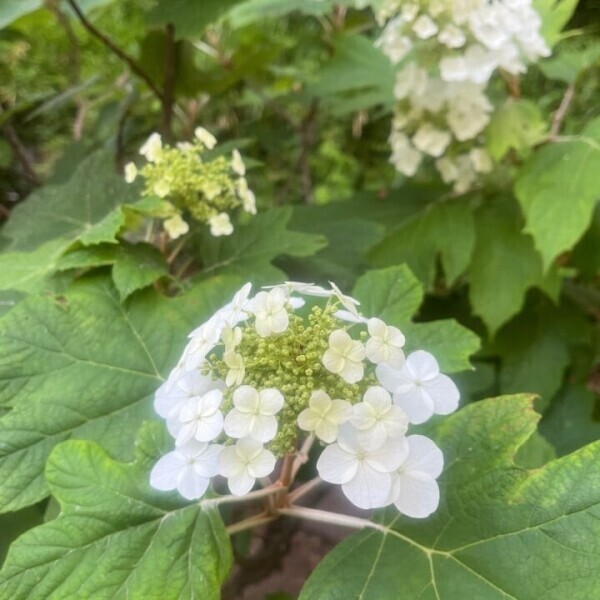 季節のお花たち⸜(* ॑॑* )⸝♡
