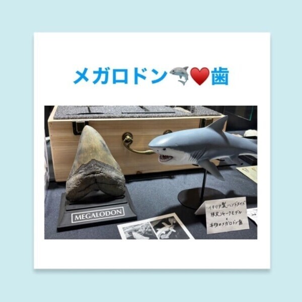 サメ好きにはたまらん🦈💗