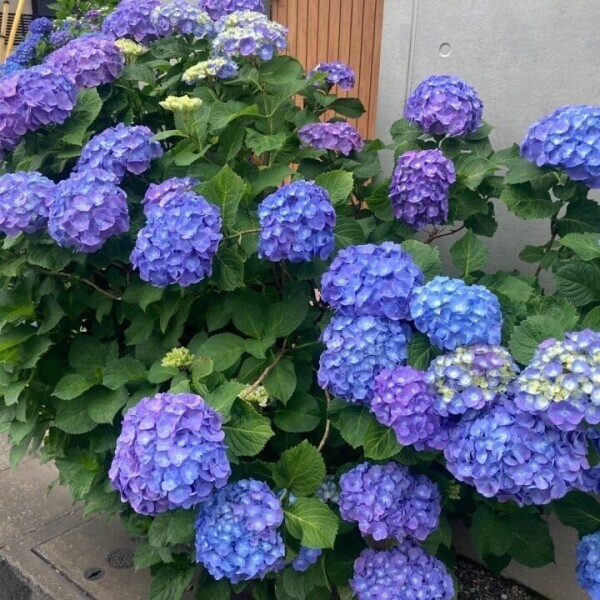 昨日☆