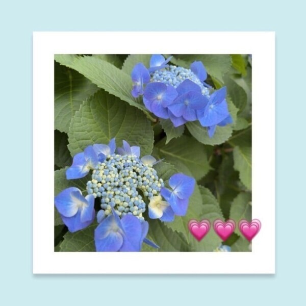 紫陽花の季節が來た♡