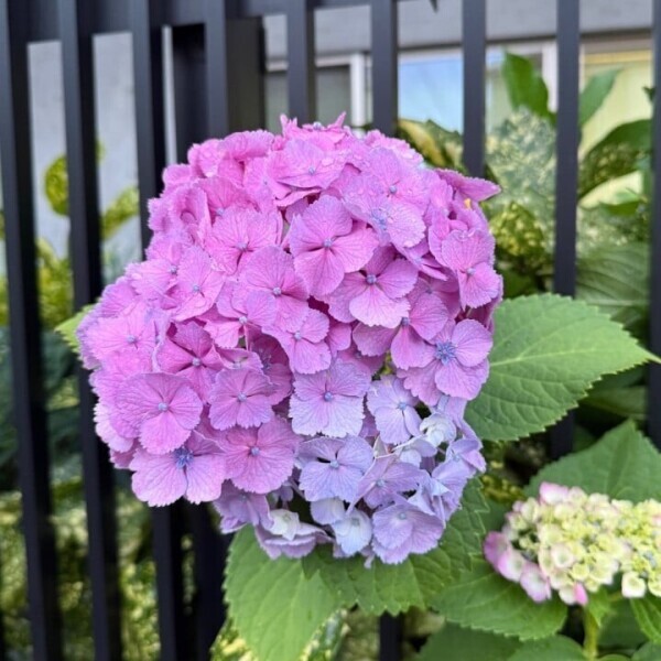 わた🐈‍⬛紫陽花かわいい💙💜明日朝から出勤💖