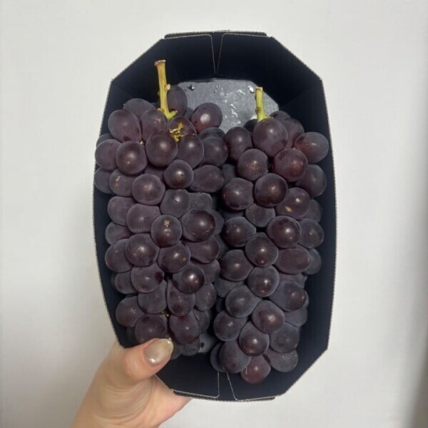 🍇🍇‼️
