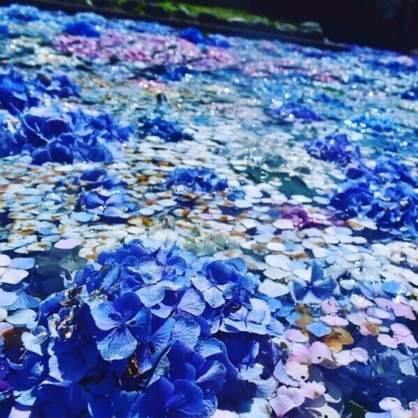 お花が好きなまどか