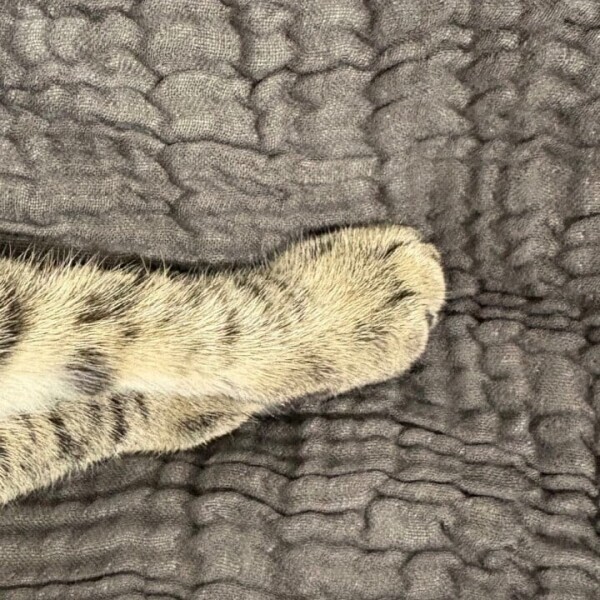 おやすみ1