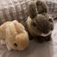 こよい