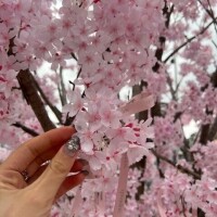 せら