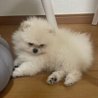 ねる