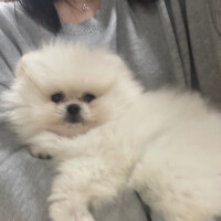 ねる