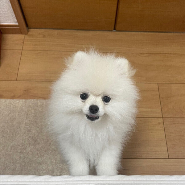 🐑ねるさんの自己紹介とぽんさん最新情報🐶