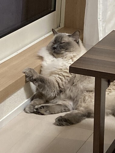 きょいます！