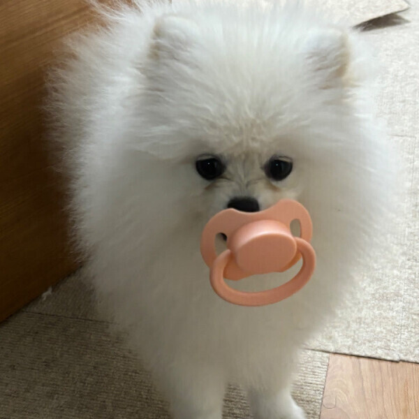 ねるの広告塔はぽんちゃん