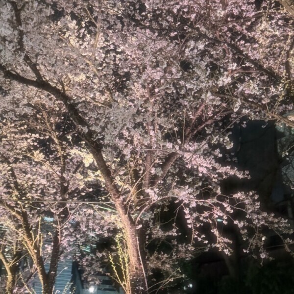あいにきてーっ(T . T)