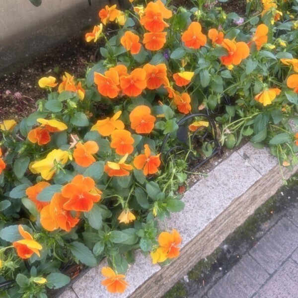 たのしかった´т ‧̫ т ̀💘