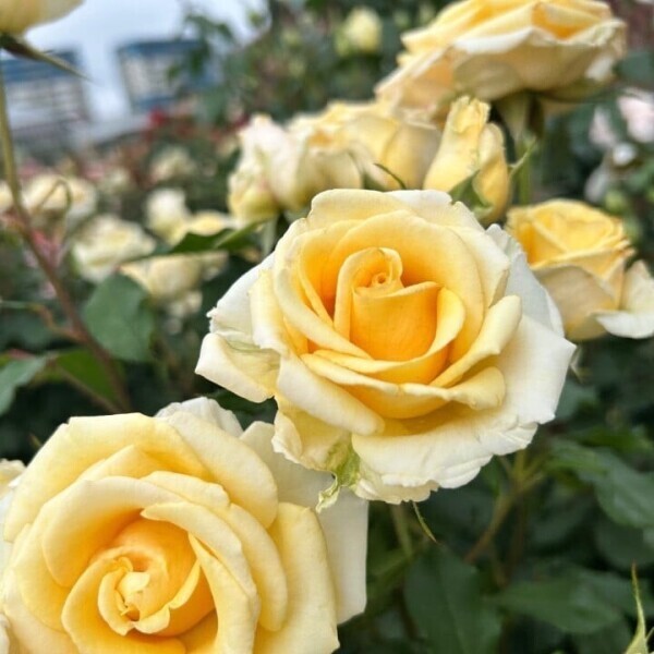 お花畑行ってきたよぉまどか