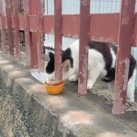 ここあ