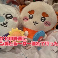 強運すぎたかにゃ。