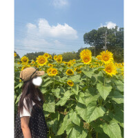 🌻