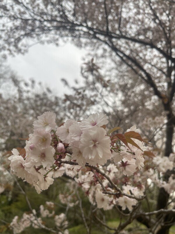 🌸