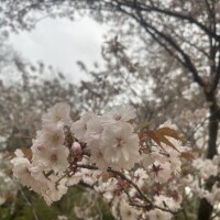 🌸