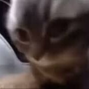 にゃん🐈‍⬛