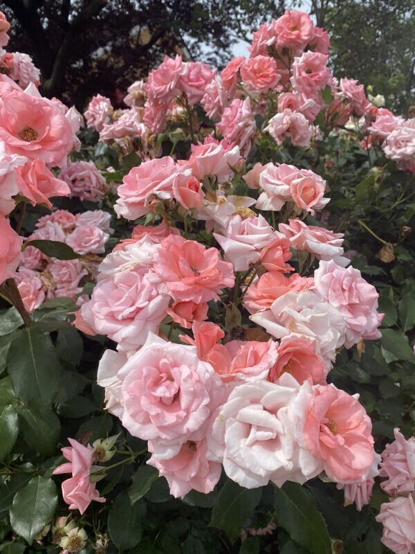 🌹