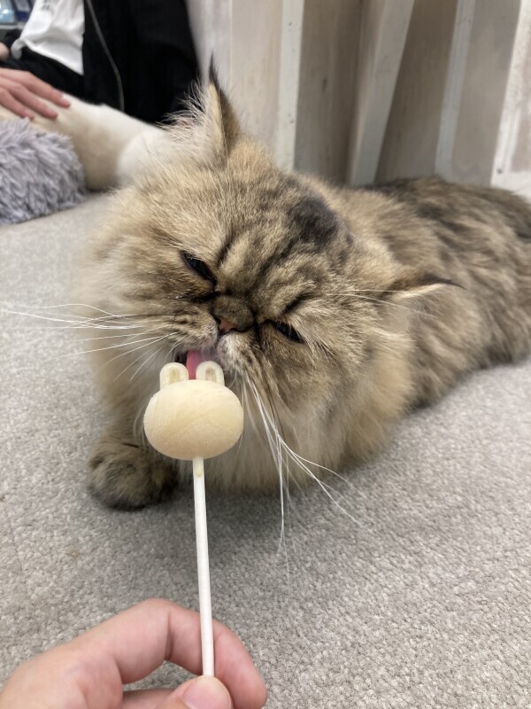 出勤予定