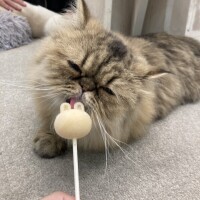 しおみ