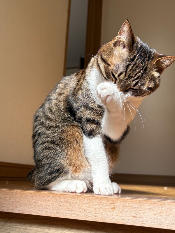 猫の日🐈‍⬛🎀