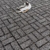 ついにというかやっぱり