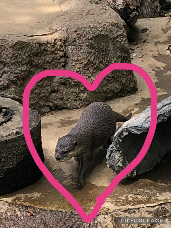 ちっちゃな癒し(* ´  ` *)ᐝ💓