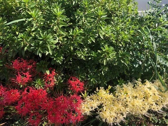 想うはあなた一人